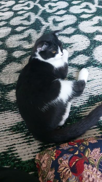 Шотландский вислоухий(метис)