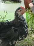 Cochinchina pitic