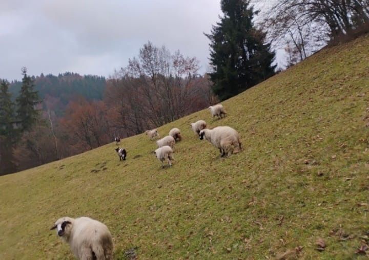 Oi de vanzare de a fata