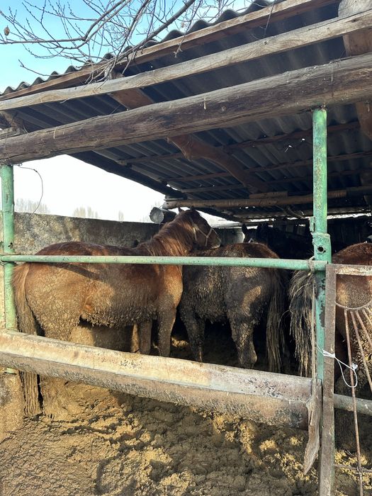 Бордақы биелер сатамын