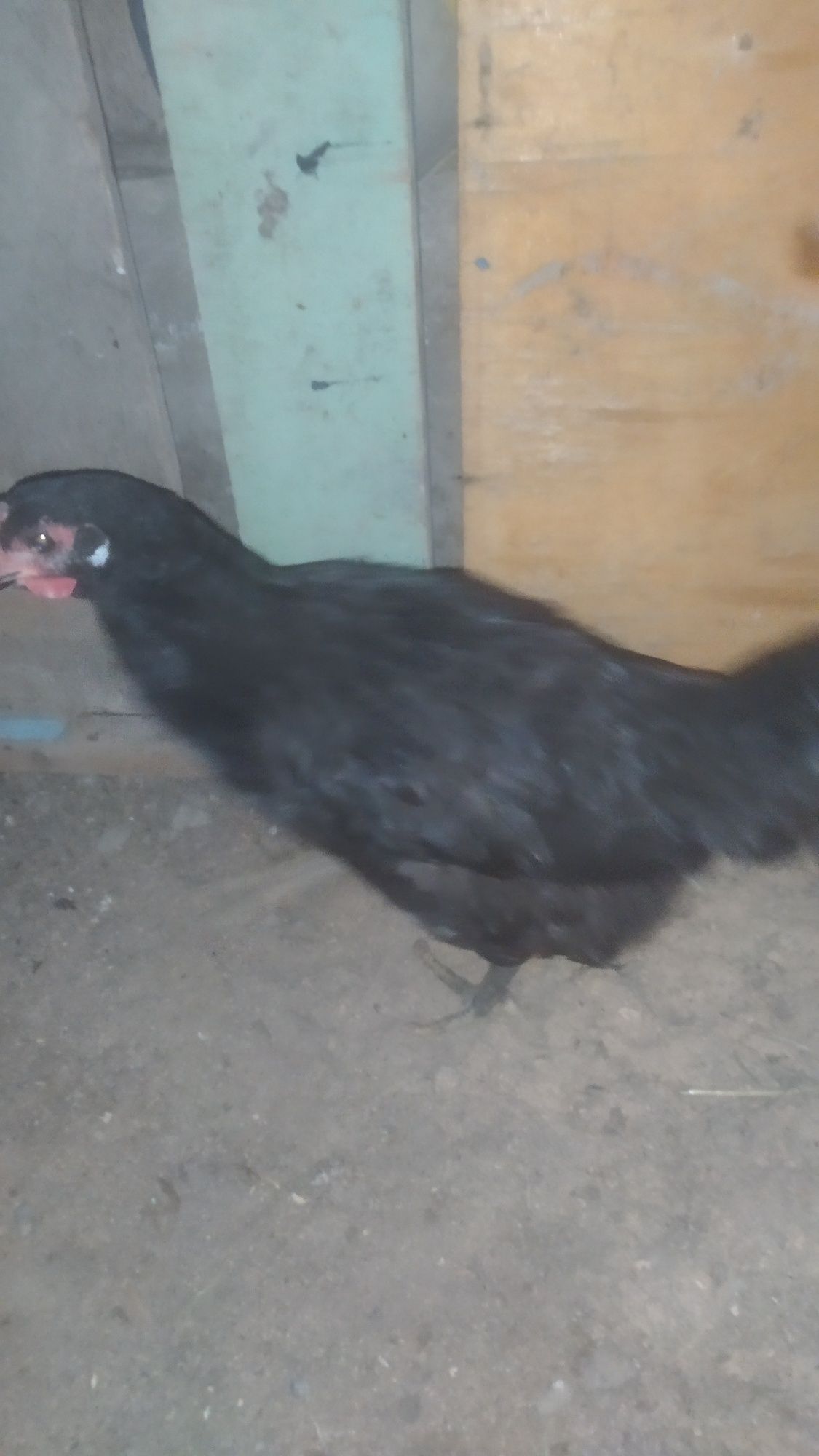 Qora shaxzoda joja 5 oylik vazni 1kilo gigant boʻladi narxi 149 ming