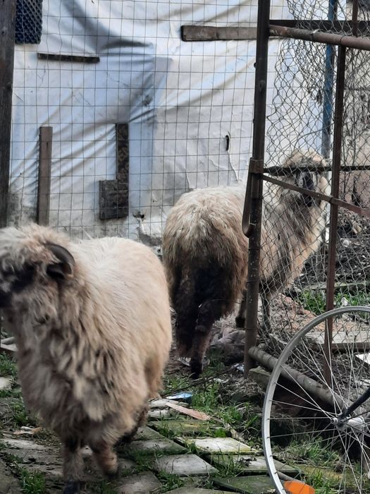 Vând trei oi turcane