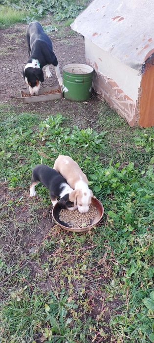 Ловни кучета Гончета