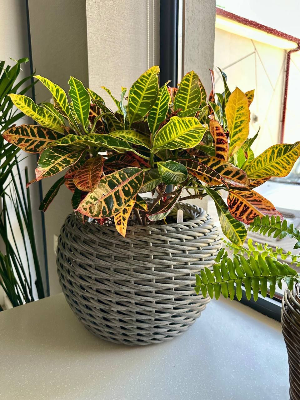 Кротон (Codiaeum variegatum)