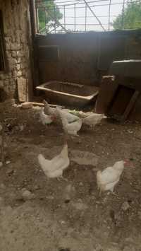 Курицы белые домашние