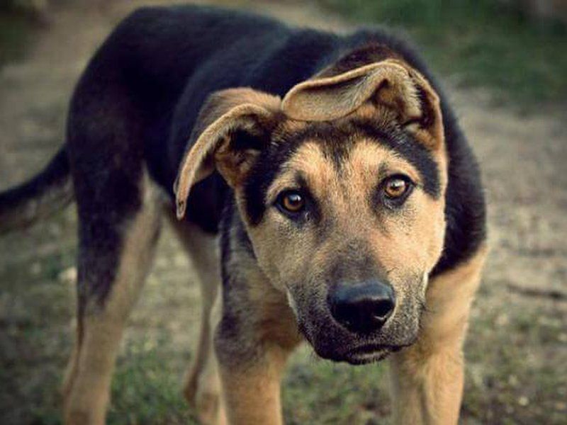 Красавец Мартин - собаки от Фонда ЗЖ