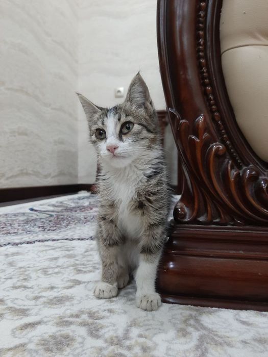 Котёнок даром в добрые руки