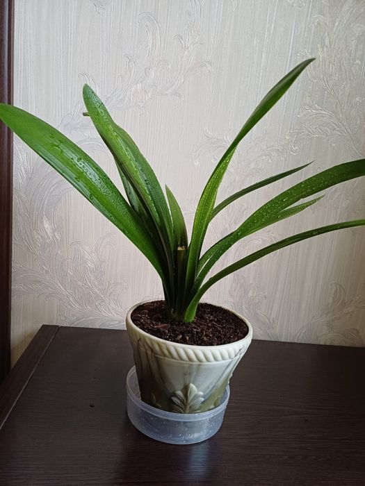 Кливия, комнотное растение