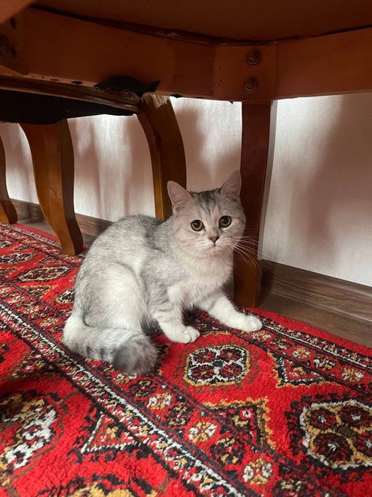 Mushuk zotli Shotlandskiy strayt