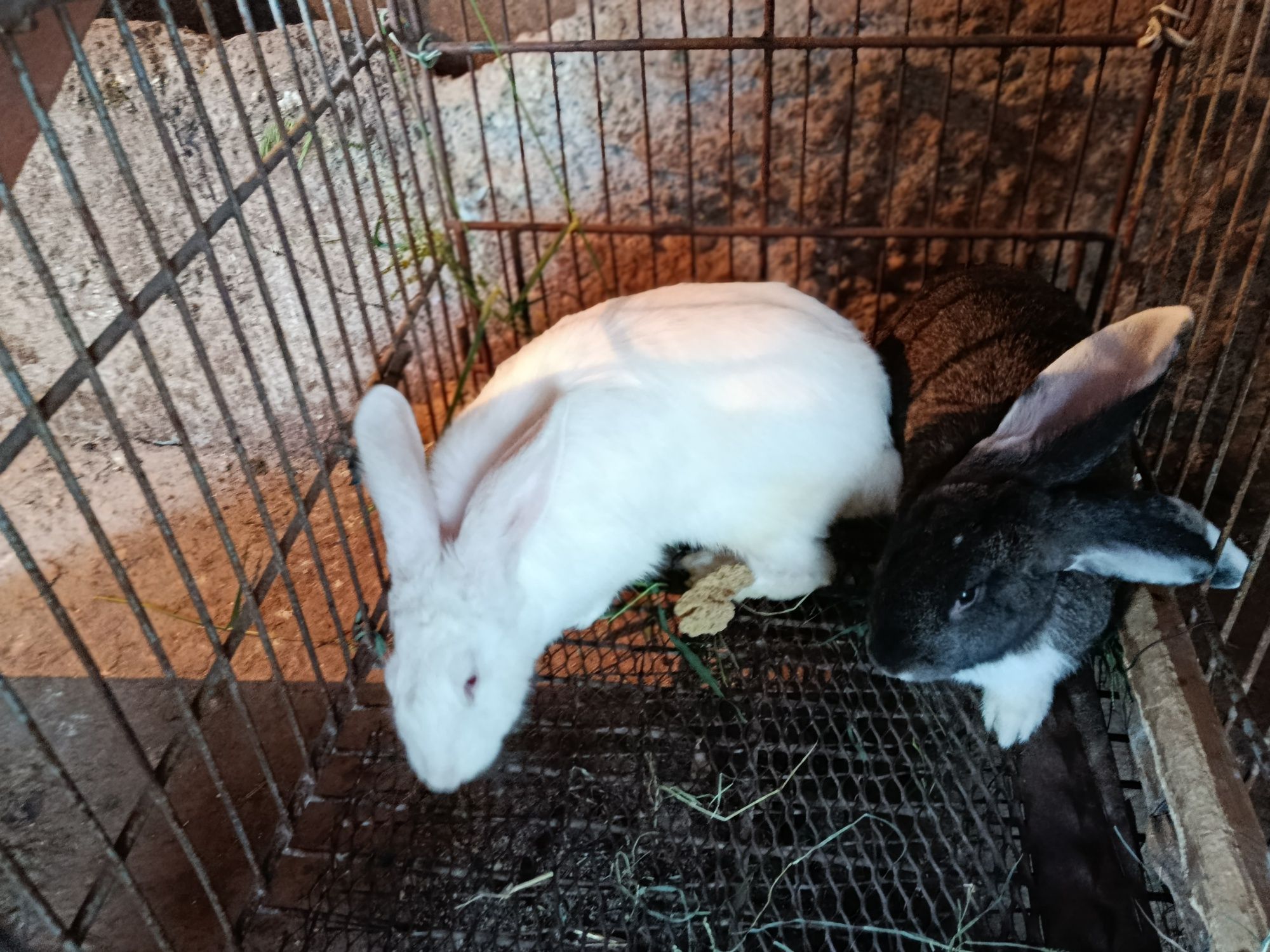 Zotli quyonla sotiladi