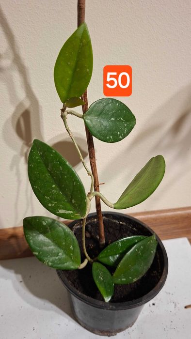 hoya carnosa, lacrima maicii domnului