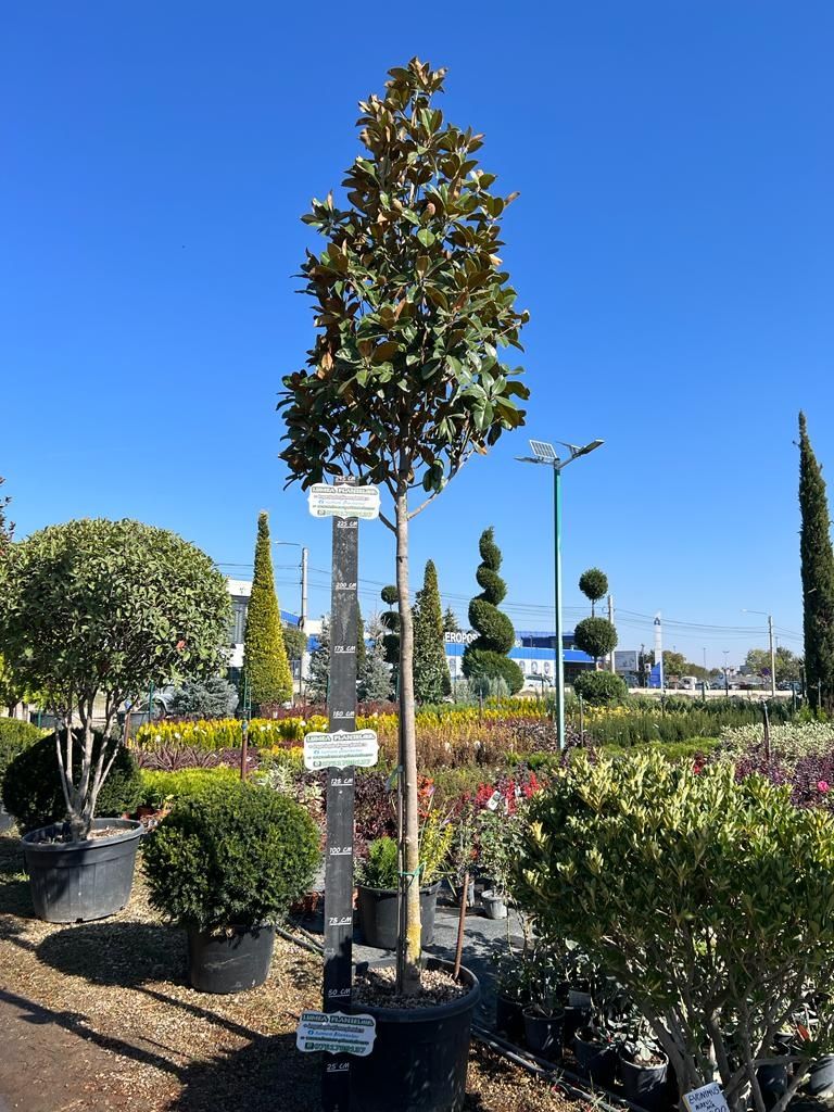 Magnolia grandiflora (  tufa sau copac )