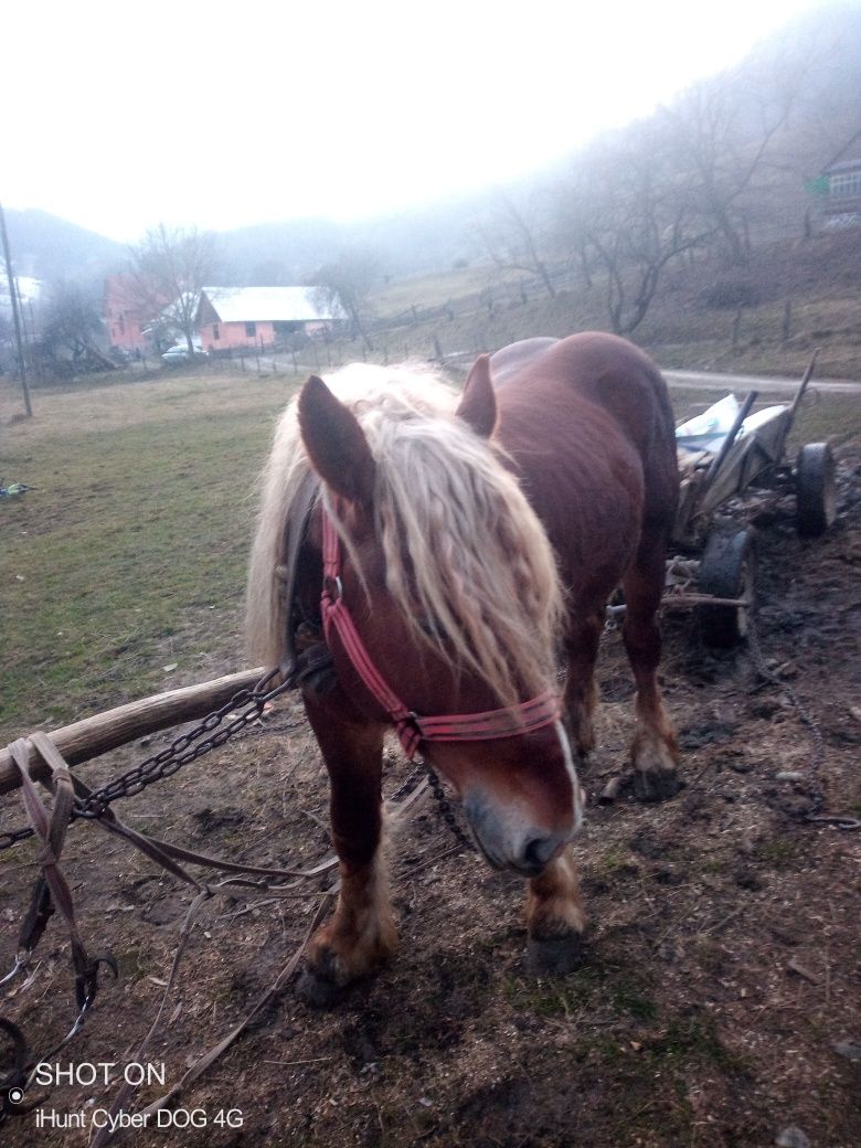 Schimba cal cu tractor 650 cu troliu preț 4000 este an euro