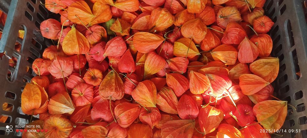 Клюква ( Физалис )