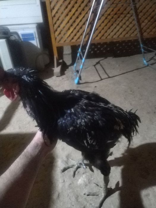 Xoroz 1 yarim yosh, хуроз