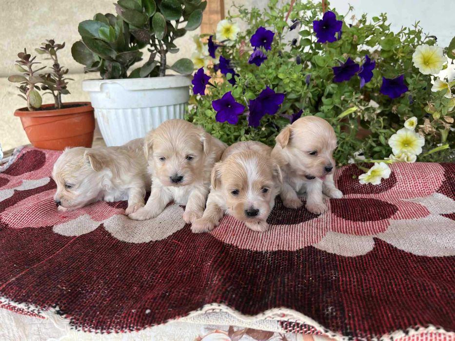 Малтипу (maltpoo)