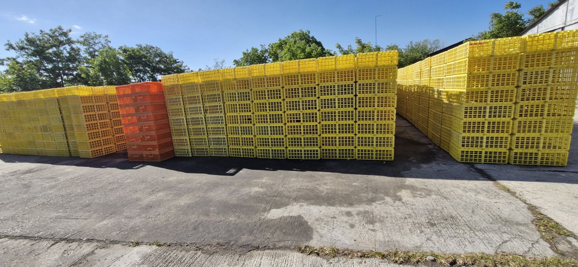 Cusca transport păsări, gaini ,pui.