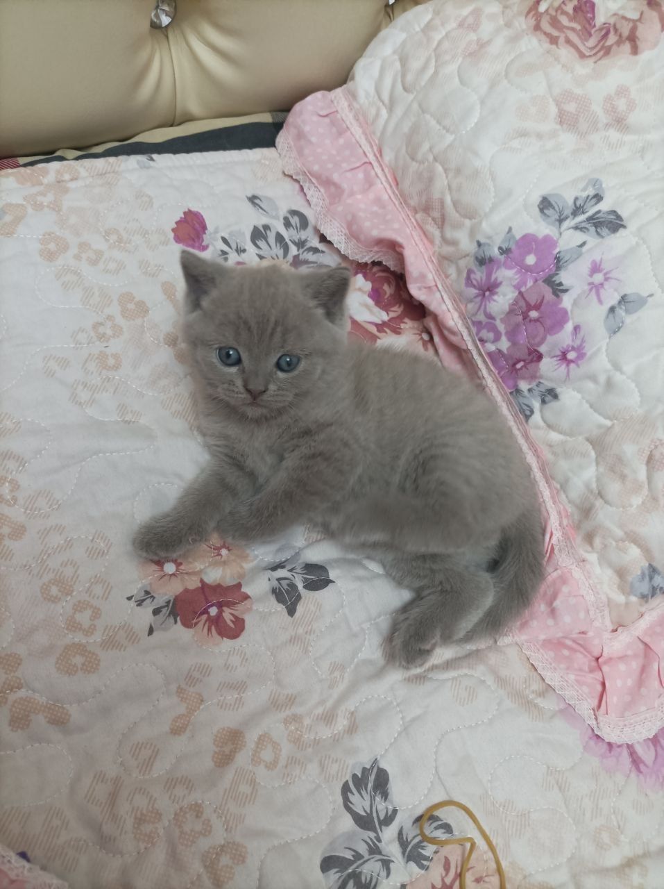 Продается Скоттиш