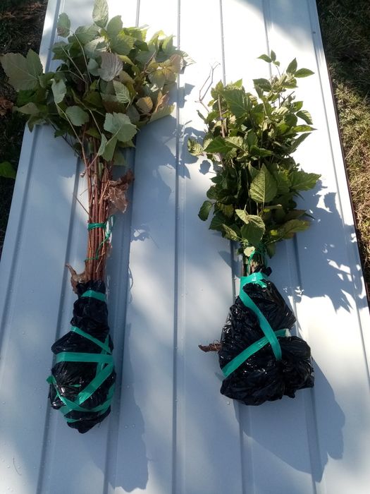 Drajoni   zmeura soi vechi aromat si mure fara tepi  livrare gratis CJ