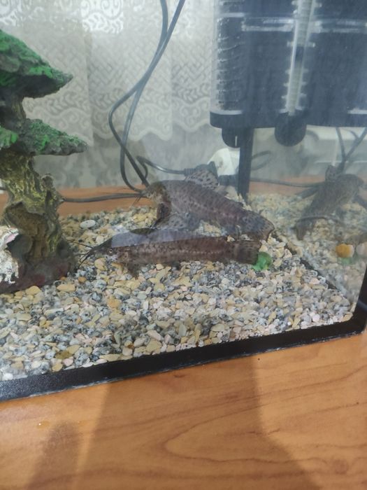 Сомики таракатум