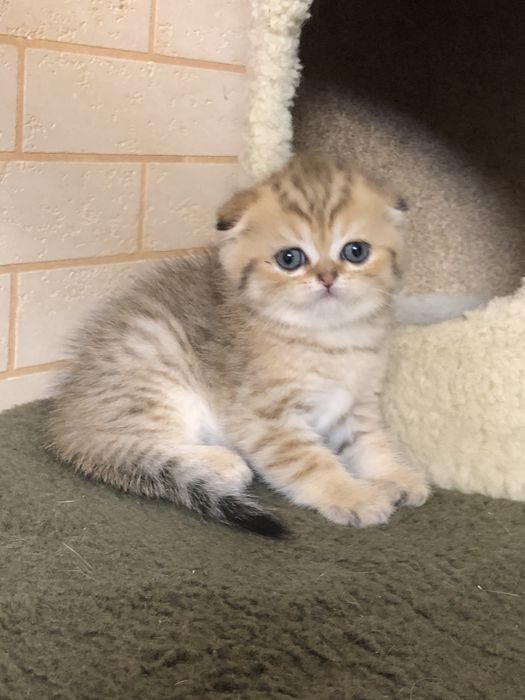 Скоттиш фолд! Мальчик!
