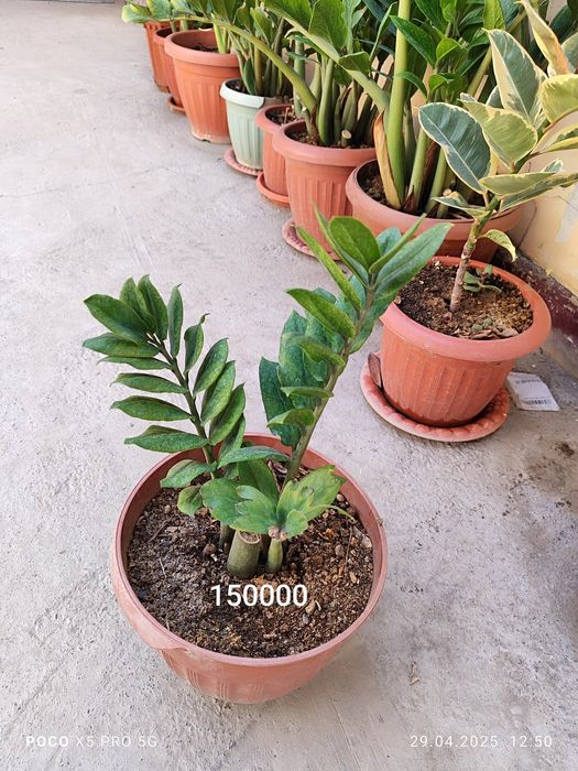 Домашний цветы Замиокалькус Долларовое дерево