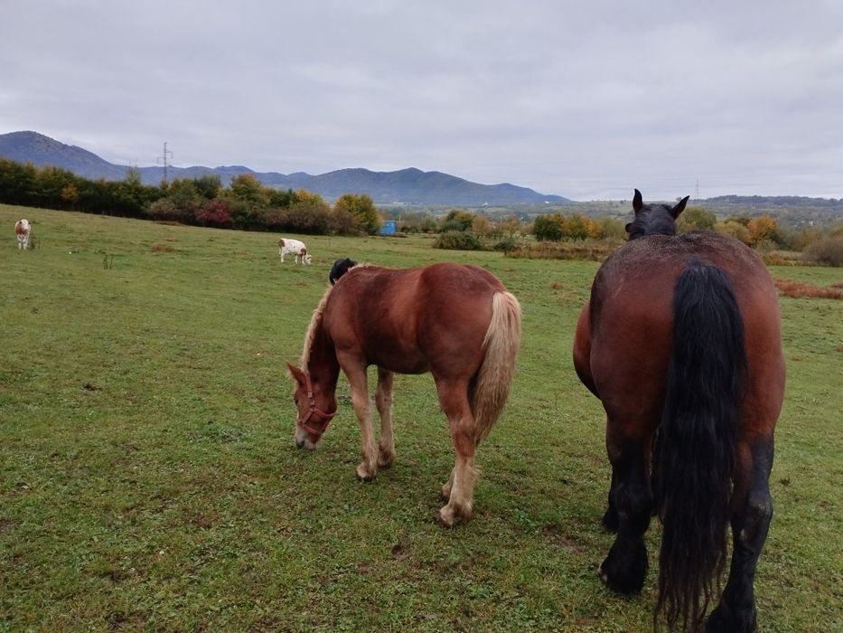 Vând manză de 6 luni. .