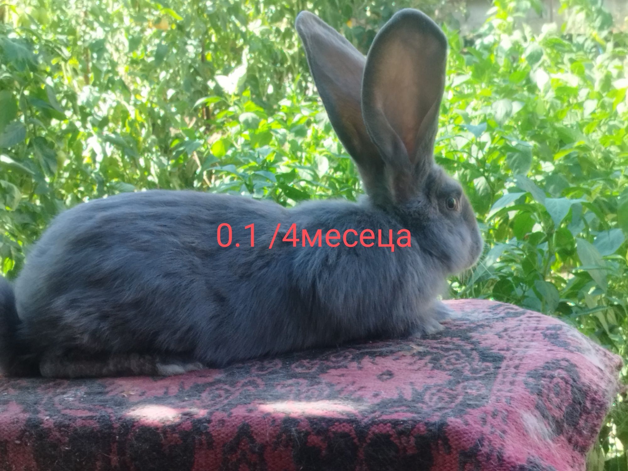 Зайци сини и черни великани,както и кочовати зайци.
