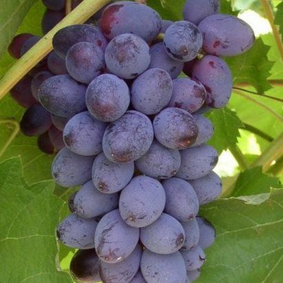 Vita de Vie Soiuri De Masa roze