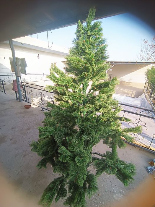 Продается ёлка российский