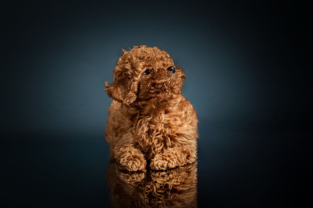 Пудел Poodle FCI pedigree