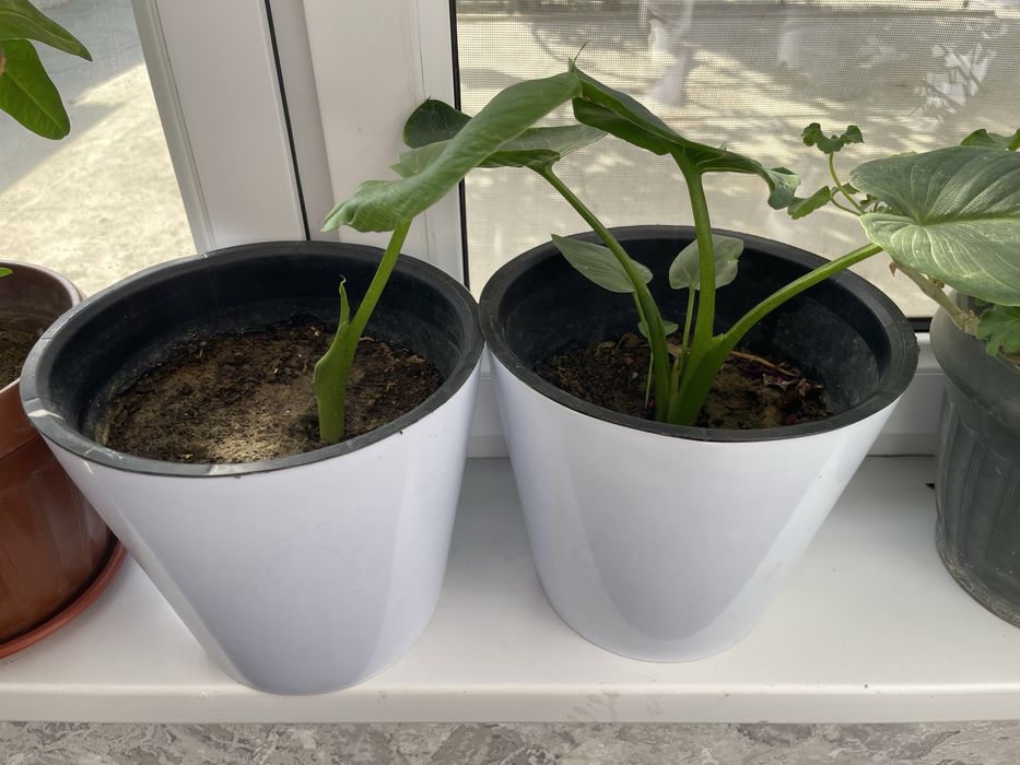 Продаётся цветы.