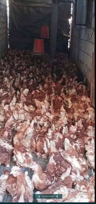 Gaini roși outoare livram la domiciliu