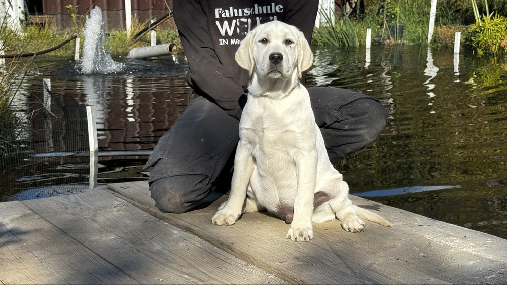 Pui Labrador Retriever