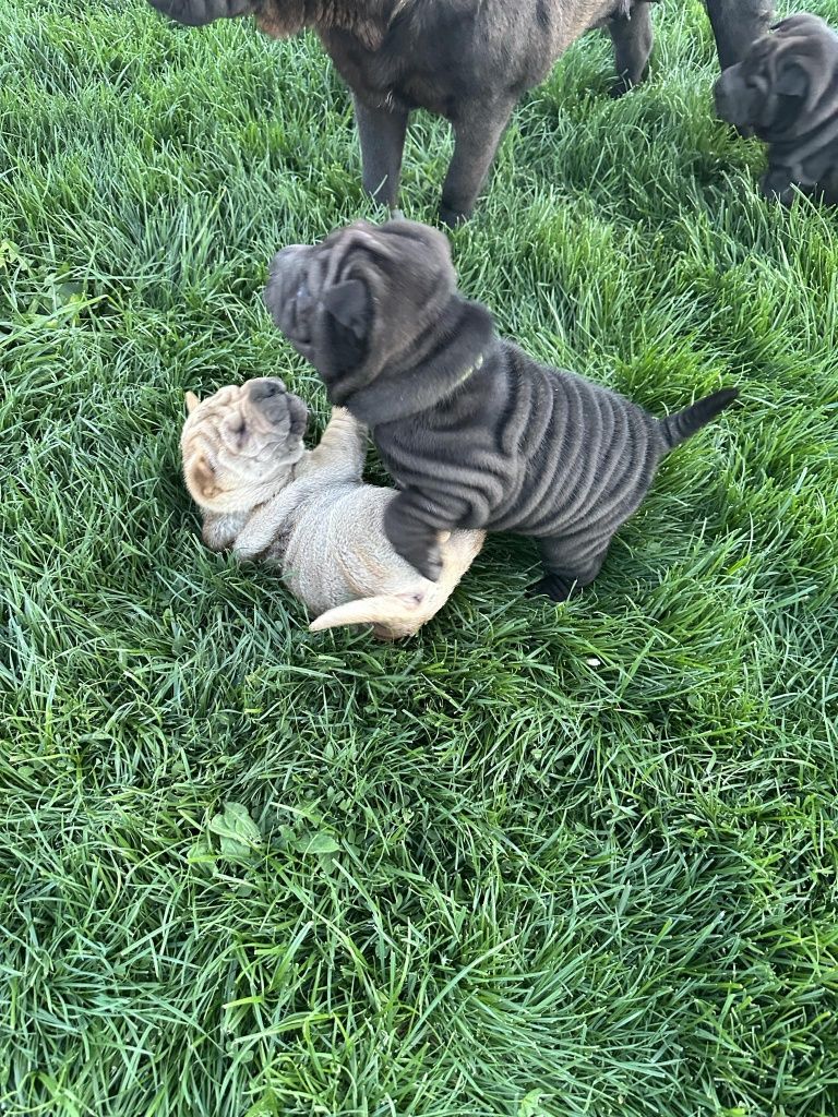 Shar pei cuminti