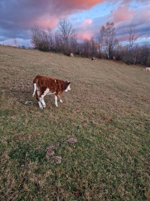 Vând vitea semiintarcata