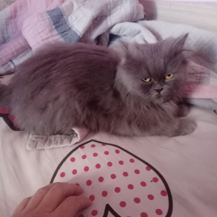 Продаётся Скотиш старйт, шиншилли