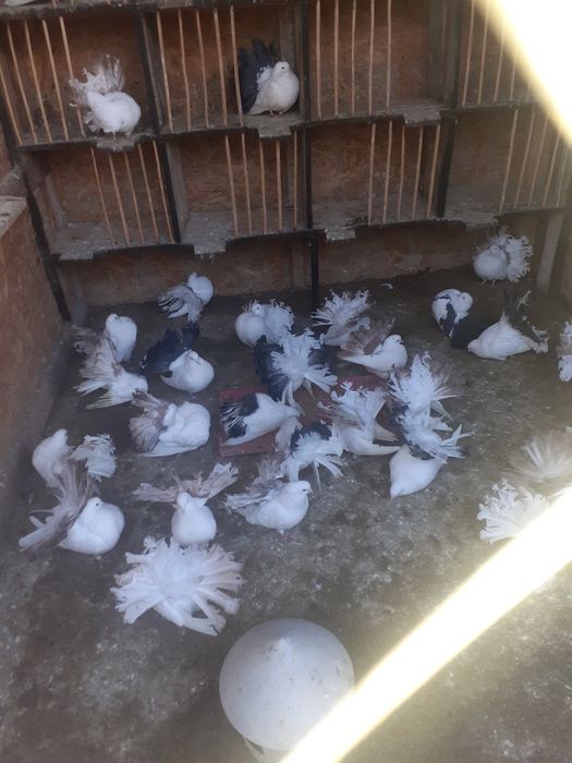 Porumbei votați de vânzare!