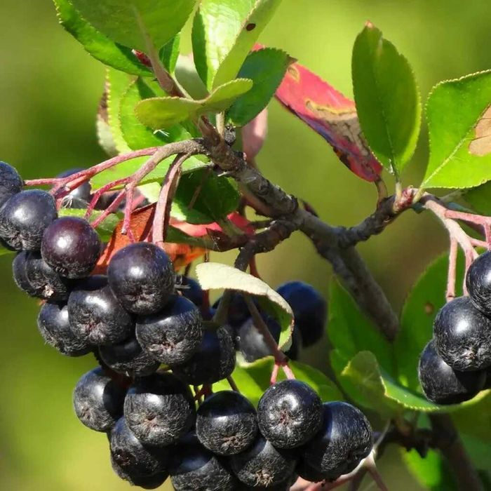 Рябина Черноплодная