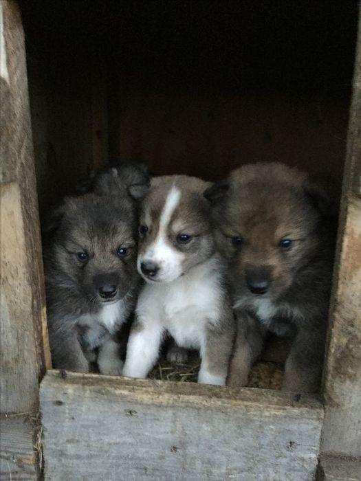Отдам щенков в добрые руки.