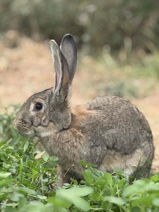 Кролики продаются
