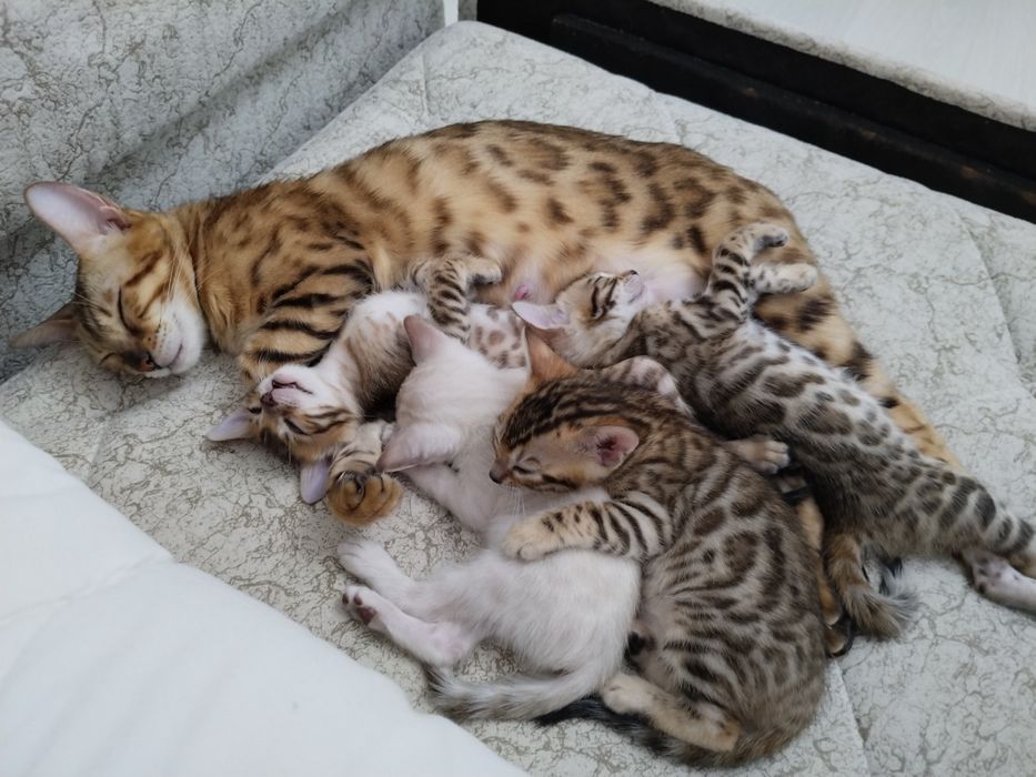 Готовятся к продаже котята бенгал