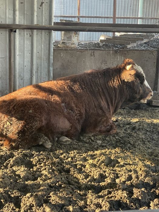 Продам хорошего быка