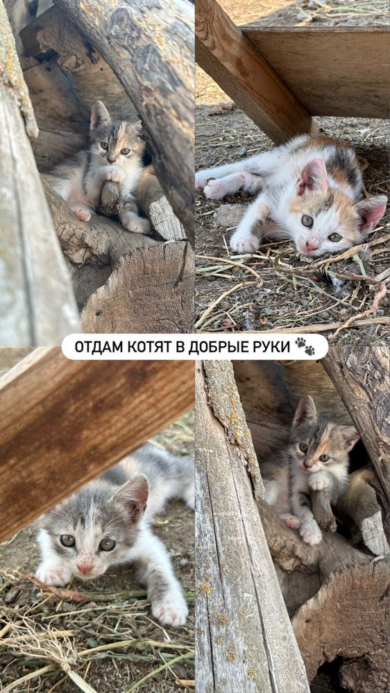 Отдам котят в добрые руки!