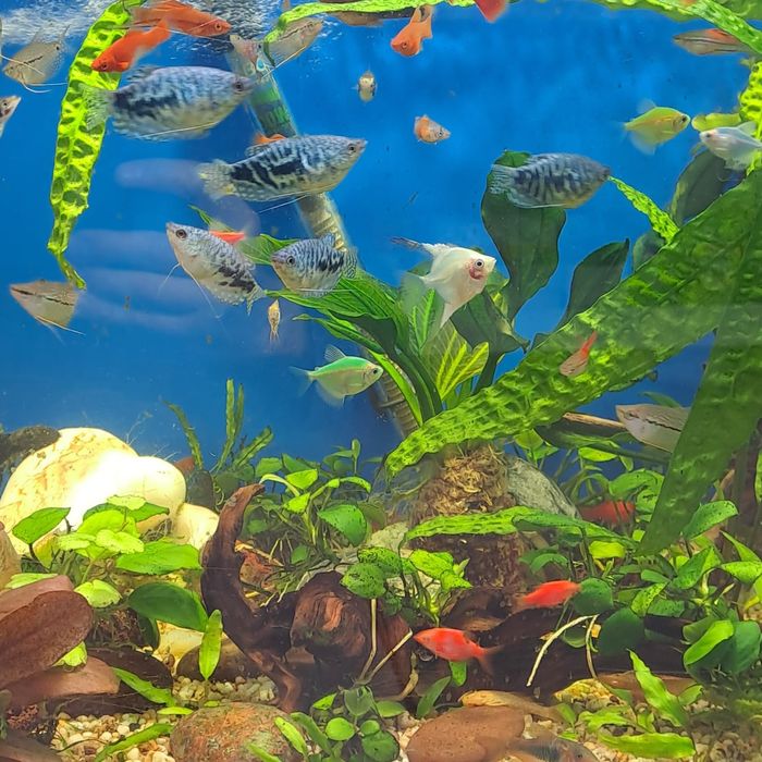 Аквариумные рыбки, растения