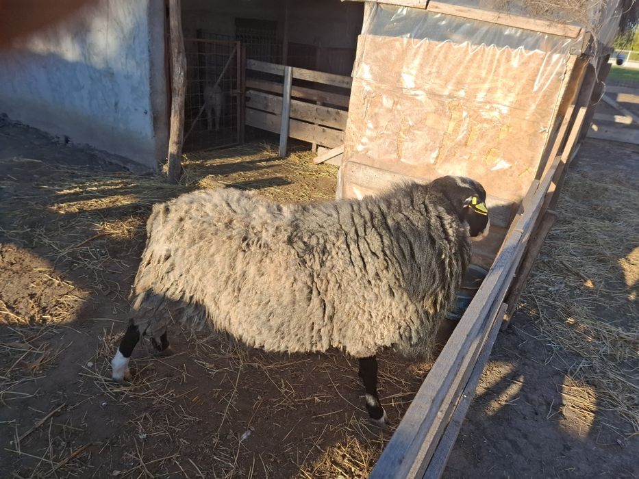Vând berbec romanov sau schimb cu berbec merinos de palas