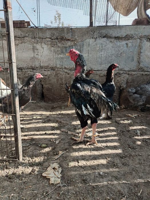 Продам пару даканов