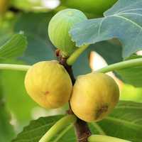 Smochin (Ficus Carica Dottato )