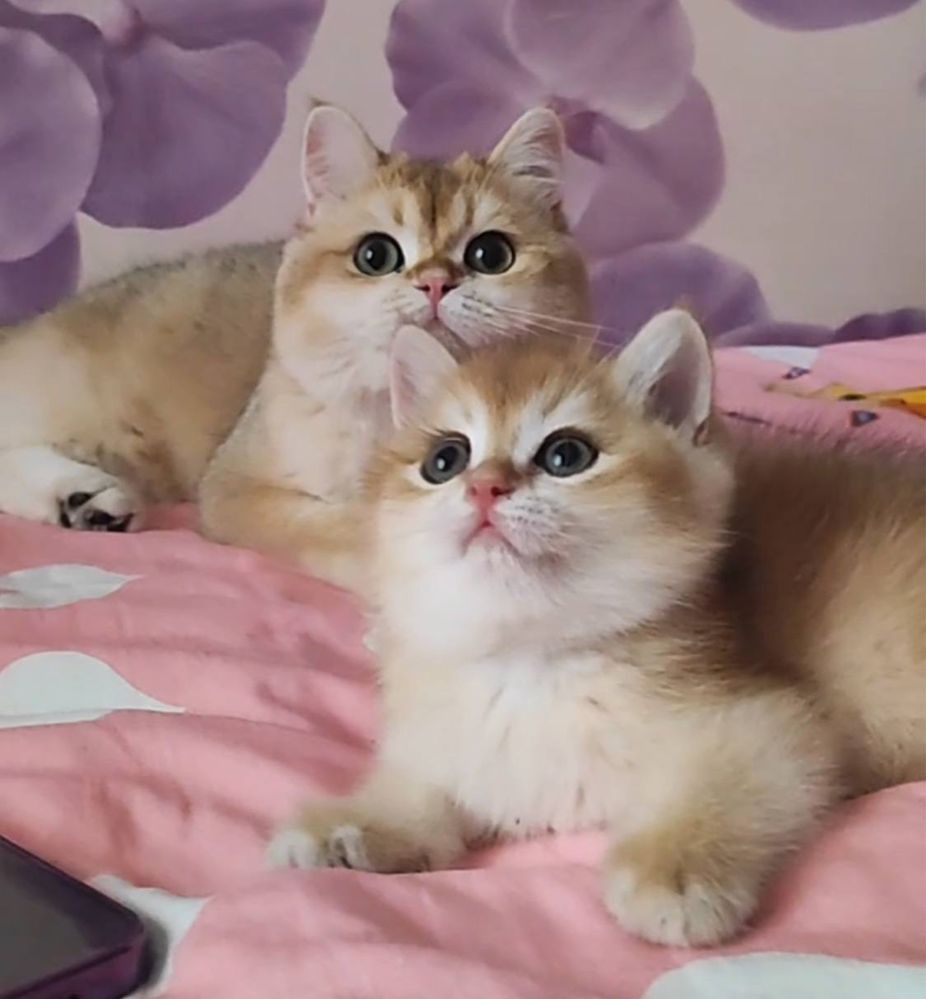 Кот на  вязку привазной кот  на вязку