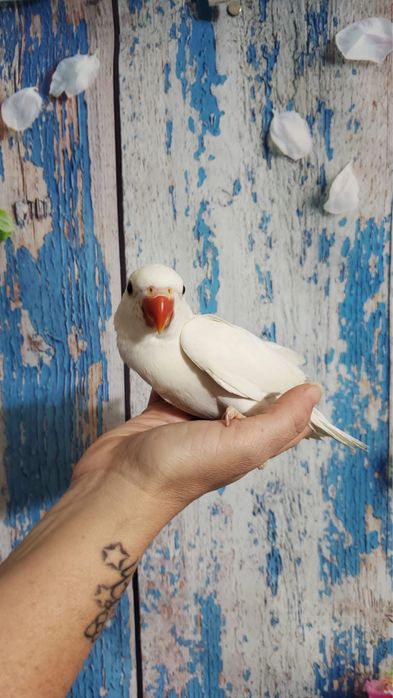 Papagali micul alexandru pui blanzi crescuti la mana